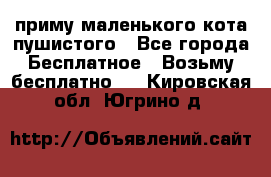 приму маленького кота пушистого - Все города Бесплатное » Возьму бесплатно   . Кировская обл.,Югрино д.